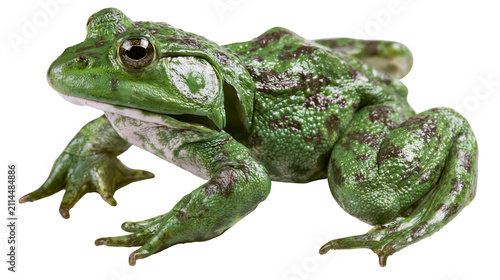 Cuadro en lienzo Green frog with dark spots, detailed skin texture