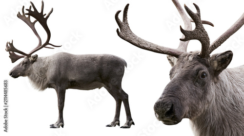 Cuadro en lienzo Reindeer side profile and head close-up with large antlers
