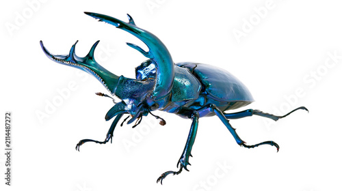 Konstfotografi Blue iridescent stag beetle with large horns