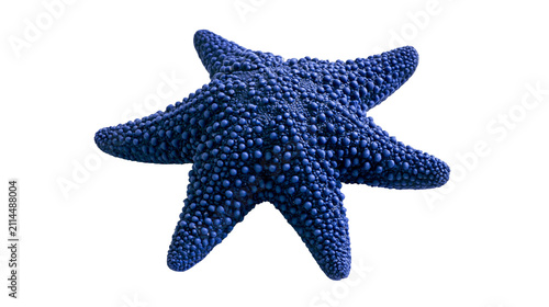 Obraz na plátne Deep blue starfish with bumpy texture