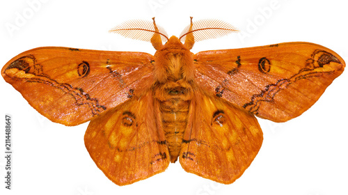 Foto Orange moth with intricate wing patterns and feathery antennae