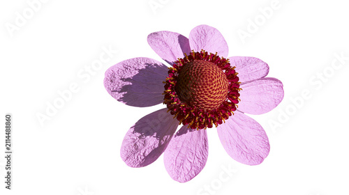 Canvastavla Pink daisy flower with textured petals and red center