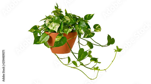 Variegated Pothos plant in terracotta hanging pot