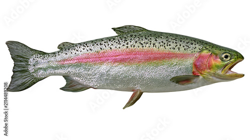 Canvastavla Rainbow trout fish with pink stripe and black spots