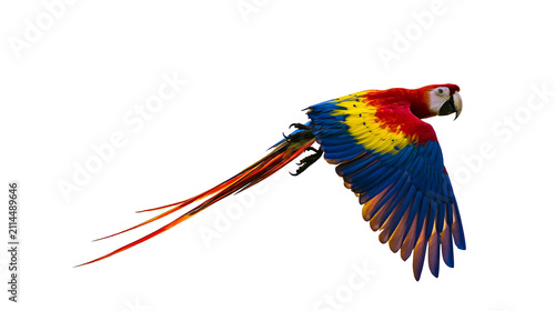 Scarlet Macaw parrot flying with spread wings and long tail