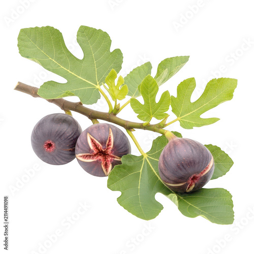 Fresh ripe figs hanging on a green branch