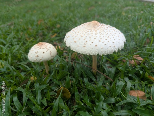 Pair of white mushrooms growing on green grass