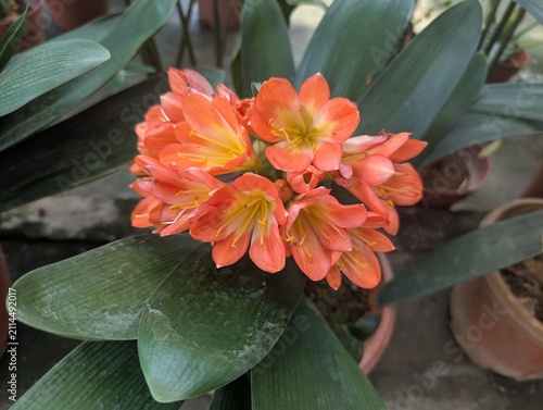 Orange flowers with long dark green leaves of Clivia miniata