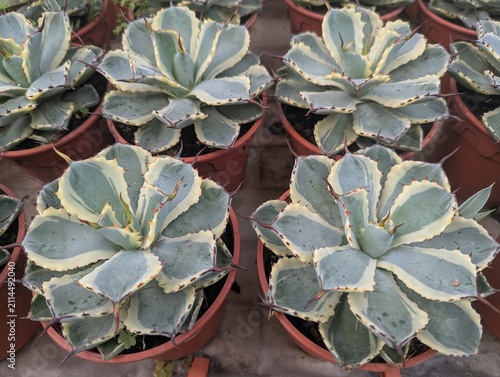 Small pots of silver grey leaves with yellow edges of Verschaffelt agave (Agave potatorum) 