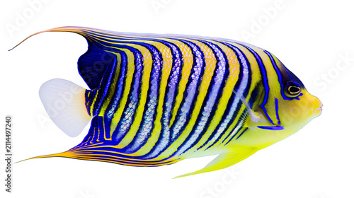Quadro su tela Regal Angelfish with Yellow and Blue Stripes