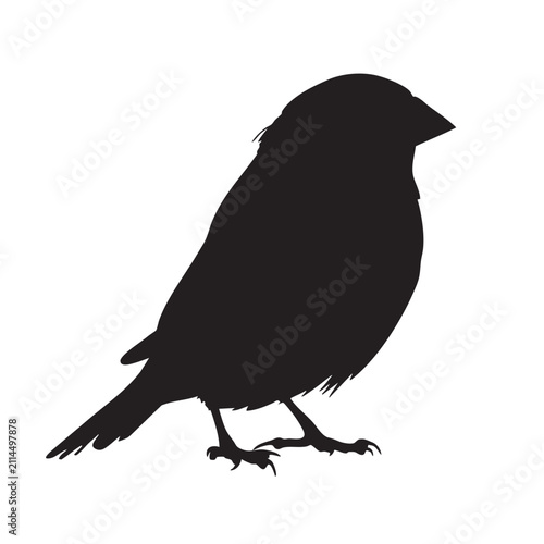 Black bird silhouette standing