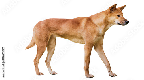 Fotografie Tan dog with pointed ears standing profile view