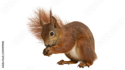 Fotografía Red squirrel eating a nut with bushy tail