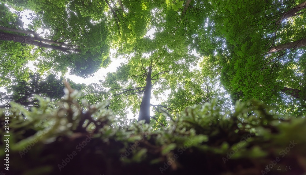 Fototapeta premium Sunlight filtering through dense green forest canopy