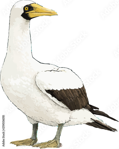 Sula dactylatra illustration art