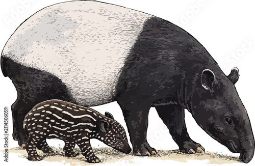 Tapirus indicus illustration art