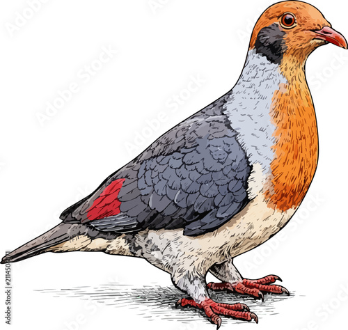 Treron griseicauda illustration art