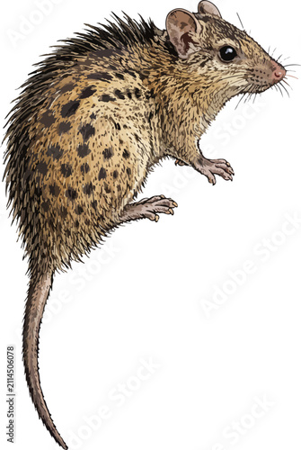 Tupaia minor illustration art