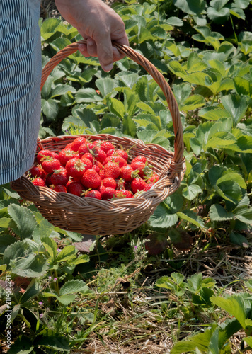 Hand holding a wicker basket filled with fresh ripe red strawberries
