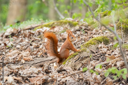 Red squirrel (Sciurus vulgaris), a common rusty rodent with a long, bushy tail, stands on the ground among leaves in a park.
