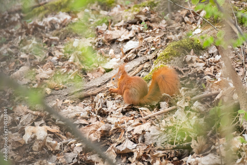 Red squirrel (Sciurus vulgaris) a common rodent with rusty coloration and a long, bushy tail, the animal sits on the ground among the leaves and eats in the park.