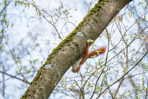 Red squirrel (Sciurus vulgaris), a common rusty rodent with a long, bushy tail, sits on a tree trunk and eats seeds in a park.