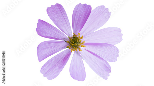 Foto Purple cosmos flower with yellow center