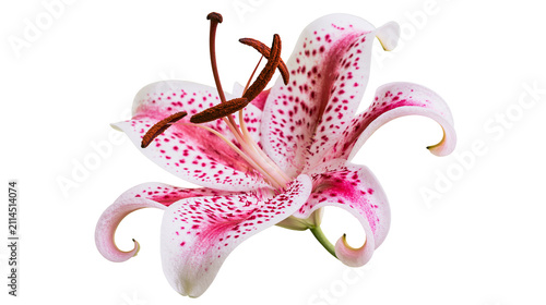 Pink speckled Stargazer Lily flower with brown stamens