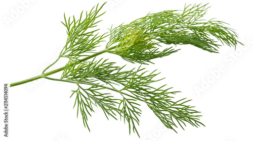 Fresh green dill herb sprigs with feathery leaves