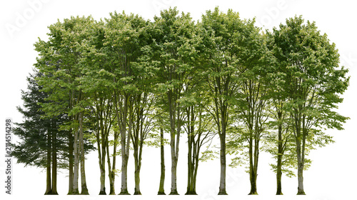 Foto Group of deciduous trees and one evergreen tree