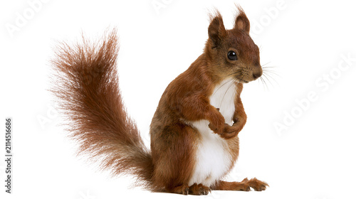 Bild auf Leinwand Red squirrel with bushy tail sitting upright