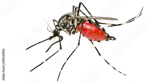 Obraz na płótnie Mosquito with engorged red abdomen full of blood
