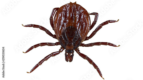 Brown tick arachnid with eight legs and visible mouthparts