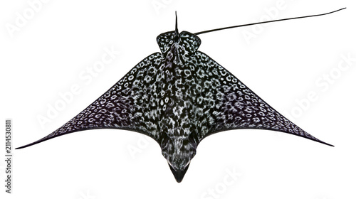 Spotted Eagle Ray swimming with wings spread