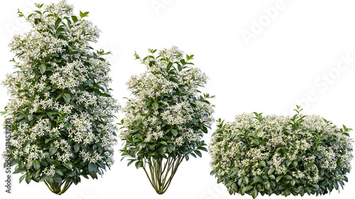 Fotografía Three flowering green bushes with white star-shaped blossoms