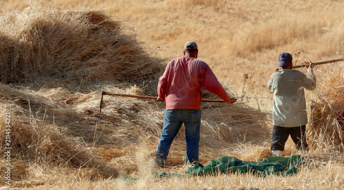Separating wheat stalks from grains using an old machine on farmland outside the Jordanian capital, Amman