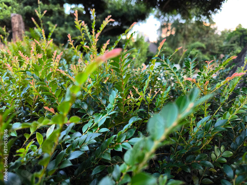 The close-up view of Cuphea hyssopifolia with dense small green leaves and pinkish red shoots