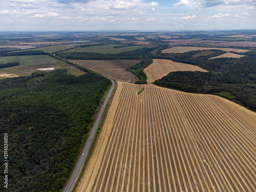 Aerial golden crop rows farmland, bordered by green forests. Rural tranquility and agricultural seasonal scenery
