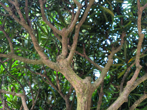 The green Podocarpus macrophyllus foliage texture shows vibrant, shiny green leaves, and the brown tree branch