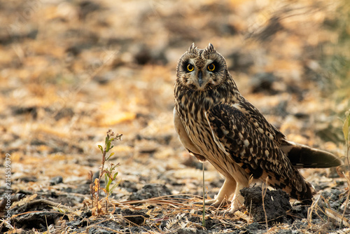Obraz na plátně Spotted Owlet Perched Among Thorny Branches in Little Rann of Kutch