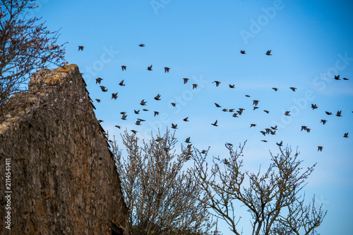Obraz na plátně flock of birds