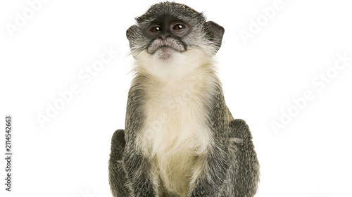 Obraz na płótnie Gray and white monkey sitting and looking forward