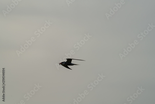 Seabird silhouette flying with prey