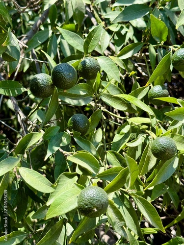Tangerine tree with unripe fruit in a citrus orchard. Green unripe citrus fruit on tree.
