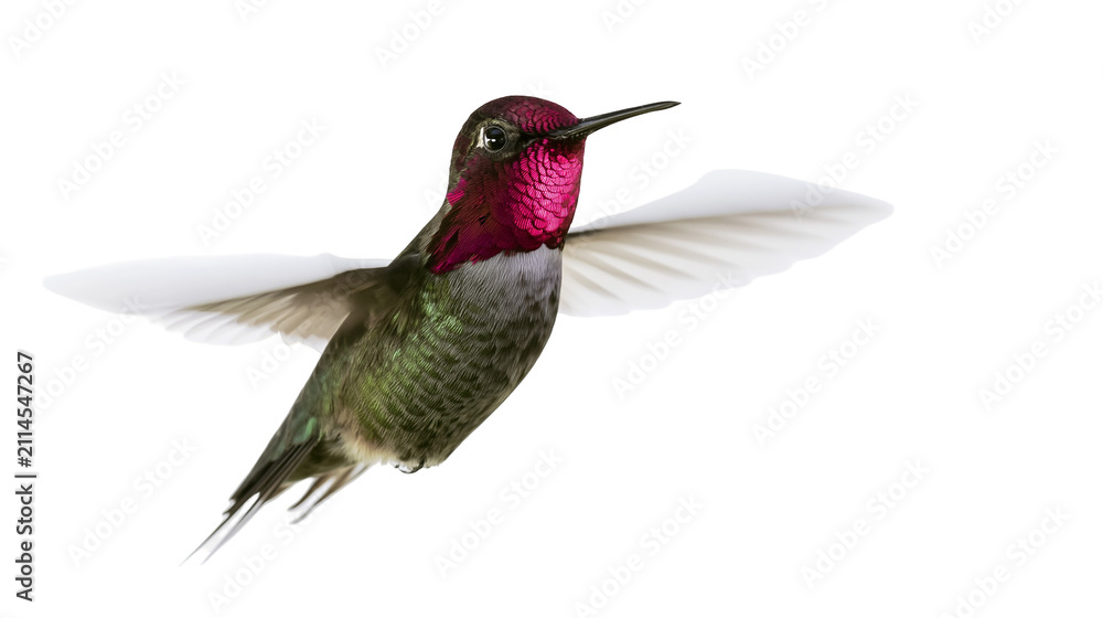 Fototapeta premium Anna s Hummingbird with iridescent gorget and green body in flight