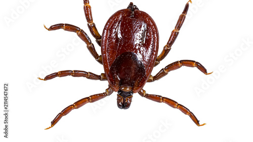 Brown tick with eight legs spread out, close-up macro view