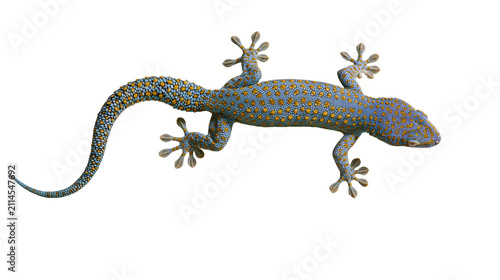 Obraz na płótnie Tokay gecko with blue and orange spotted skin
