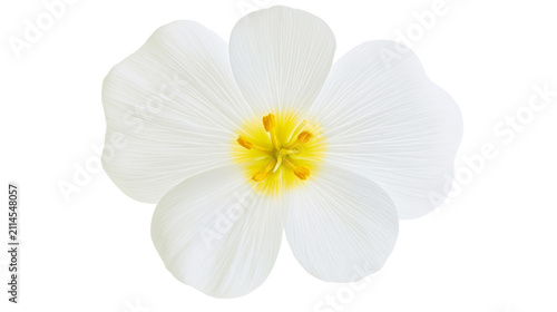 Fotografía White flower with yellow center and delicate petals