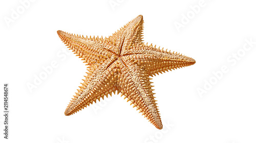 Canvas Print Orange spiny starfish sea creature with five arms