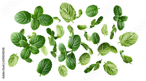 Fresh green mint leaves scattered